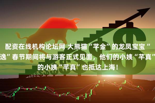 配资在线机构论坛网 大熊猫“芊金”的龙凤宝宝“芊然”和“芊逸”春节期间将与游客正式见面，他们的小姨“芊真”也抵达上海！